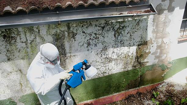 Trusted Attic Mold Removal service in Vienna, VA - Cheap Mold Removal